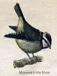 Uccelli utili per l