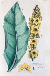 Verbasco nero