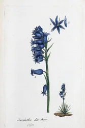 Campanula
