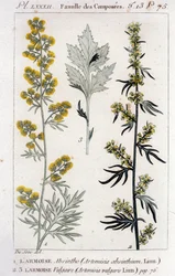 Tavola botanica: Assenzio (Artemisia Absinthium) e Artemisia Vulgaris. Incisione del XVIII secolo