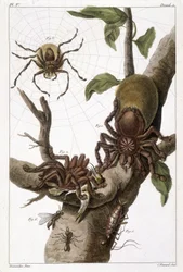 Tavola botanica: 1) Ragno del Suriname su guava e bozzolo di bruco 2) stesso ragno che divora un colibrì quindi nome Aranea avicularia Linn 3) Cacciatore di ragni di Linneo, Suriname 4) Formica del Suriname 5) Ninfa di questa formica 6) Formica alata - in 