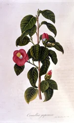 Tavola botanica: Camelia dal Giappone. Incisione del XIX secolo
