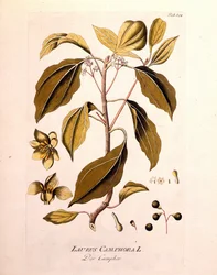 Tavola botanica: canfora (Laurus Camphora). Incisione in "Icons Plantarum medicinalium" di Joseph Jacob von Plenck, medico e botanico austriaco (1738-1807), Vienna 1791