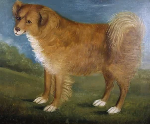 Cane marrone in un paesaggio