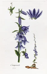 Campanula (campanula a foglie di pesco)