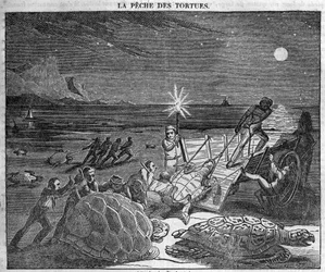 Cattura di tartarughe sulla costa di Cuba - incisione XIX secolo