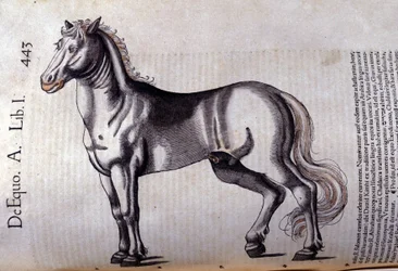 Cavallo. In Historia Animalium di Conrad Gesner (1516 - 1565), Tiguri