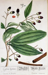 Cannella di Malabar (India) - tavola botanica
