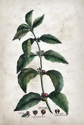Caffè