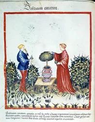 Raccolta di basilico. Miniatura dal trattato di medicina e dietetica "Tacuinum sanitatis" dopo il trattato di medicina "Kitabtaqwim as-sihha" di Ibn Butlan