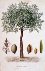 Mandorlo comune - tavola botanica