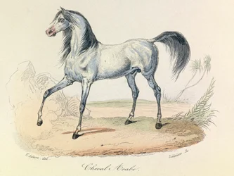 "Completes de Buffon" con la nomenclatura di Linneene e la classificazione di Cuvier: Les animaux: Cheval Arabe (incisione)