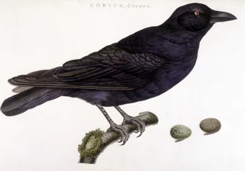 Corvo imperiale - tavola di storia naturale