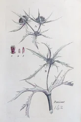 Paese Panicaut