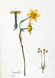 Narciso