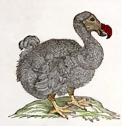 Dodo o Dronte. Uccello scomparso - in 
