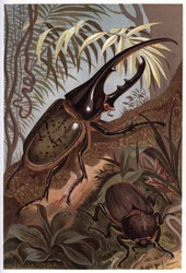 Dynaste hercules, scarabeo rinoceronte