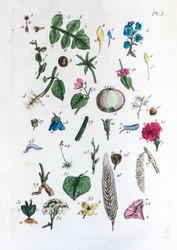 Tabella elementare delle figure e dei loro nomi nella Flora Parisiensis