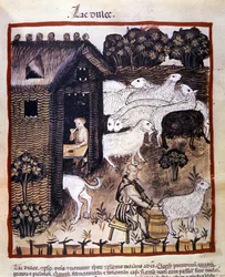 Lavoro agricolo: mungitura delle pecore per produrre latte e formaggio. Miniatura dal Tacuinum sanitatis