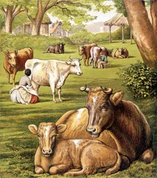 Contadini che mungono. XIX secolo.