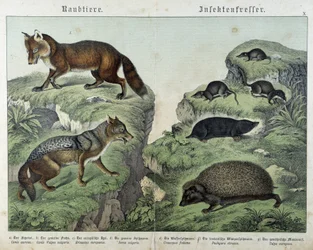 Volpe, volpe argentata, toporagni, talpa e riccio - in "Natural histories of mammals", ed. Schreiber