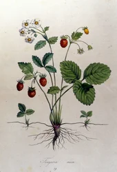 Fragaria Vesca (fragola selvatica).