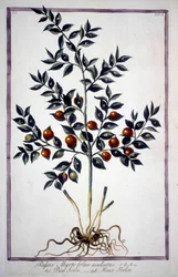 Fragon Falso Agrifoglio o Piccolo Agrifoglio (Ruscus) in un erbario del XIX secolo