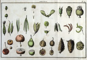 Frutti: in “Flora Francese, o una breve descrizione di tutte le piante che crescono naturalmente in Francia, disposte secondo un nuovo metodo di analisi a cui si allega la citazione delle loro virtù meno equivoche in medicina e la loro utilità nelle arti”