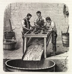 Classificazione delle uve su una griglia durante il processo di produzione del vino di qualità superiore della Borgogna. Incisione della fine del XIX secolo