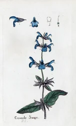 Grande Salvia
