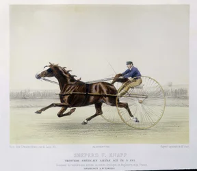 Equitazione: Shepherd F. Knapp, trottatore - in "il centauro"