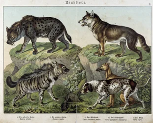 Iene e cani - in "Histoires naturelles des mammifères", ed. Schreiber