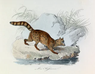 Illustrazione tratta dal libro "Opere complete di Buffon": Les Quadrupedes: La fossane (incisione)