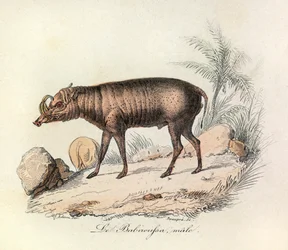 Illustrazione tratta dal libro "Opere complete di Buffon": Les Quadrupedes: Le babiroussa male (incisione)