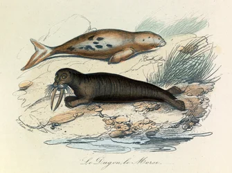 Illustrazione tratta dal libro "Opere complete di Buffon": Les Quadrupedes: Le dugon et le walrus (incisione)