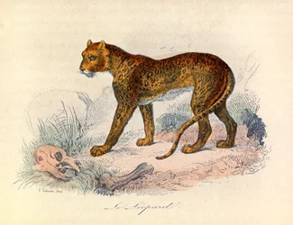 Illustrazione tratta dal libro "Opere complete di Buffon": Les Quadrupedes: Il leopardo (incisione)