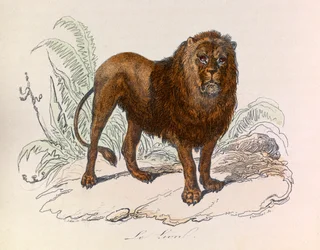 Illustrazione tratta dal libro "Opere complete di Buffon": Les Quadrupedes: Il leone (incisione)