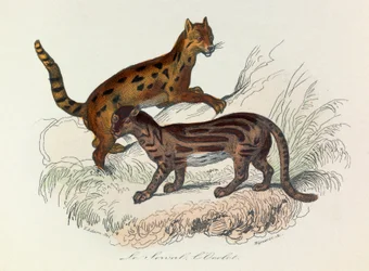 Illustrazione tratta dal libro "Opere complete di Buffon": Les Quadrupedes: Le serval et l