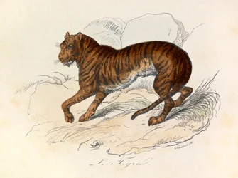 Illustrazione tratta dal libro "Opere complete di Buffon": Les Quadrupedes: Le tigre (incisione)