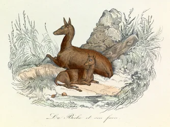 Illustrazione tratta dal libro "Opere complete di Buffon": Les animaux: La cerva e il suo cerbiatto (incisione)