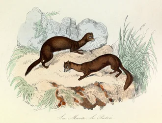 Illustrazione tratta dal libro "Opere complete di Buffon": Les animaux: La marte et le fertois (incisione)