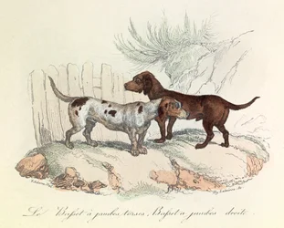 Illustrazione tratta dal libro "Opere complete di Buffon": Les animaux: Il bassetto a gambe tese e il bassetto a gambe dritte (incisione)