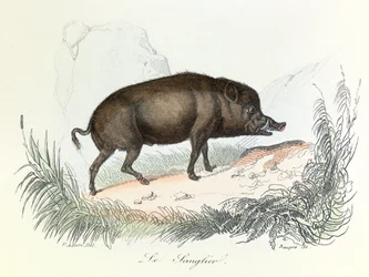 Illustrazione tratta dal libro "Opere complete di Buffon": Les animaux: Il cinghiale (incisione)