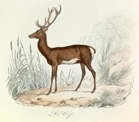 Illustrazione tratta dal libro "Opere complete di Buffon": Les animaux: Le cerf (incisione)
