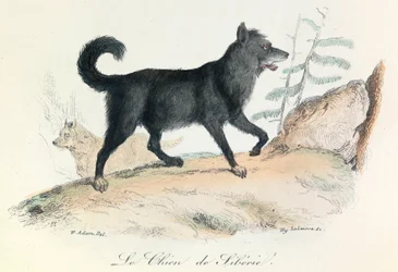 Illustrazione tratta dal libro "Opere complete di Buffon": Les animaux: Le chien de Siberie (incisione)
