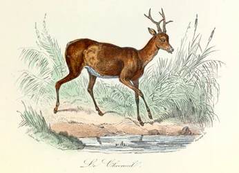 Illustrazione tratta dal libro "Opere complete di Buffon": Les animaux: Il cervo (incisione)