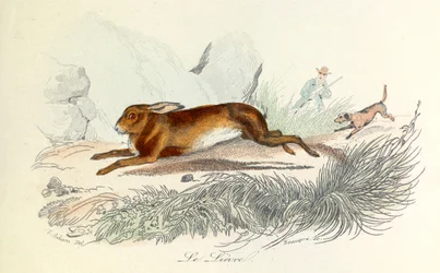 Illustrazione tratta dal libro "Opere complete di Buffon": Les animaux: La lepre (incisione)