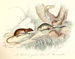 Illustrazione tratta dal libro "Opere complete di Buffon": Les animaux: Le lerot a tail doree et le muscardin (incisione)