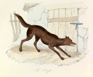 Illustrazione tratta dal libro "Opere complete di Buffon": Les animaux: Le loup (incisione)