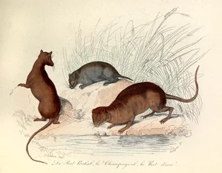 Illustrazione dal libro "Opere complete di Buffon": Les animaux: Le rat perchat, le vole et le rat d